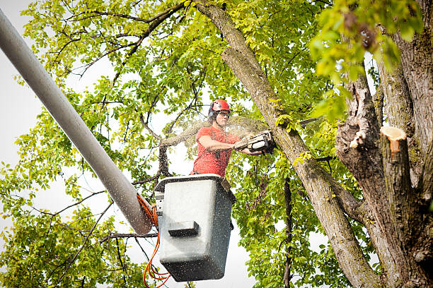 Best Aeration Services  in St Johns, MI
